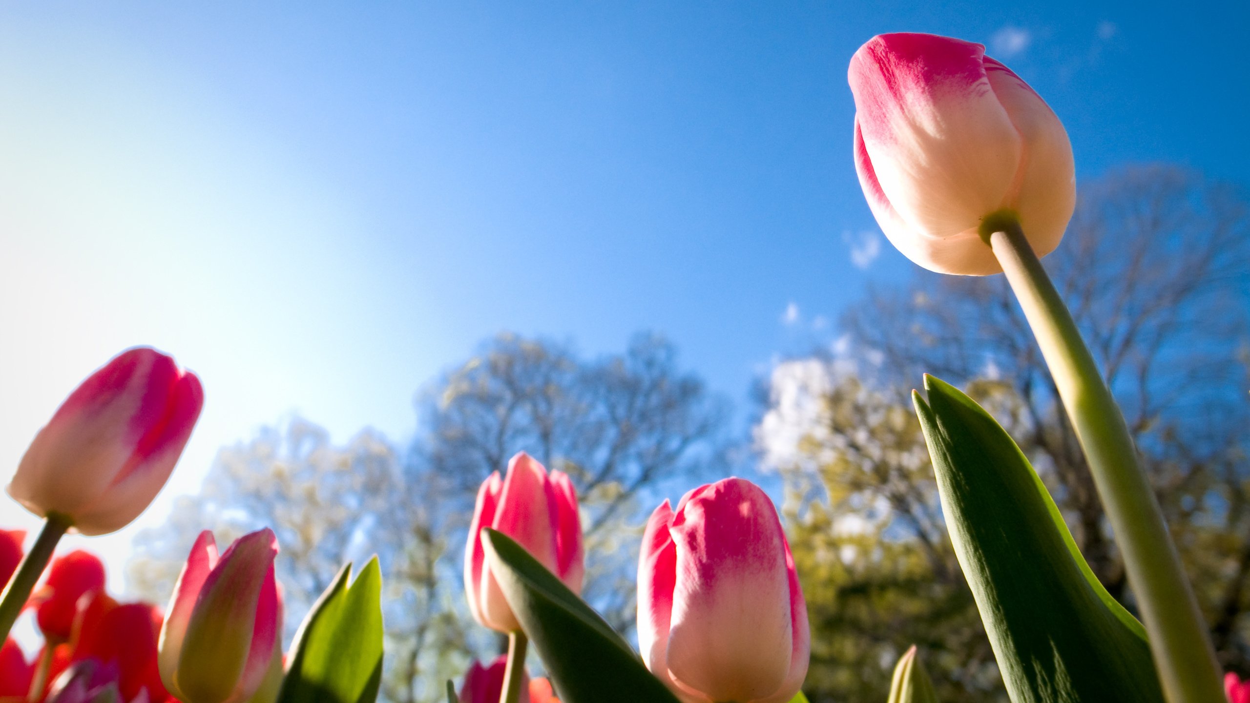 Обои небо, цветы, бутоны, листья, лепестки, весна, тюльпаны, стебли, the sky, flowers, buds, leaves, petals, spring, tulips, stems разрешение 3648x2736 Загрузить