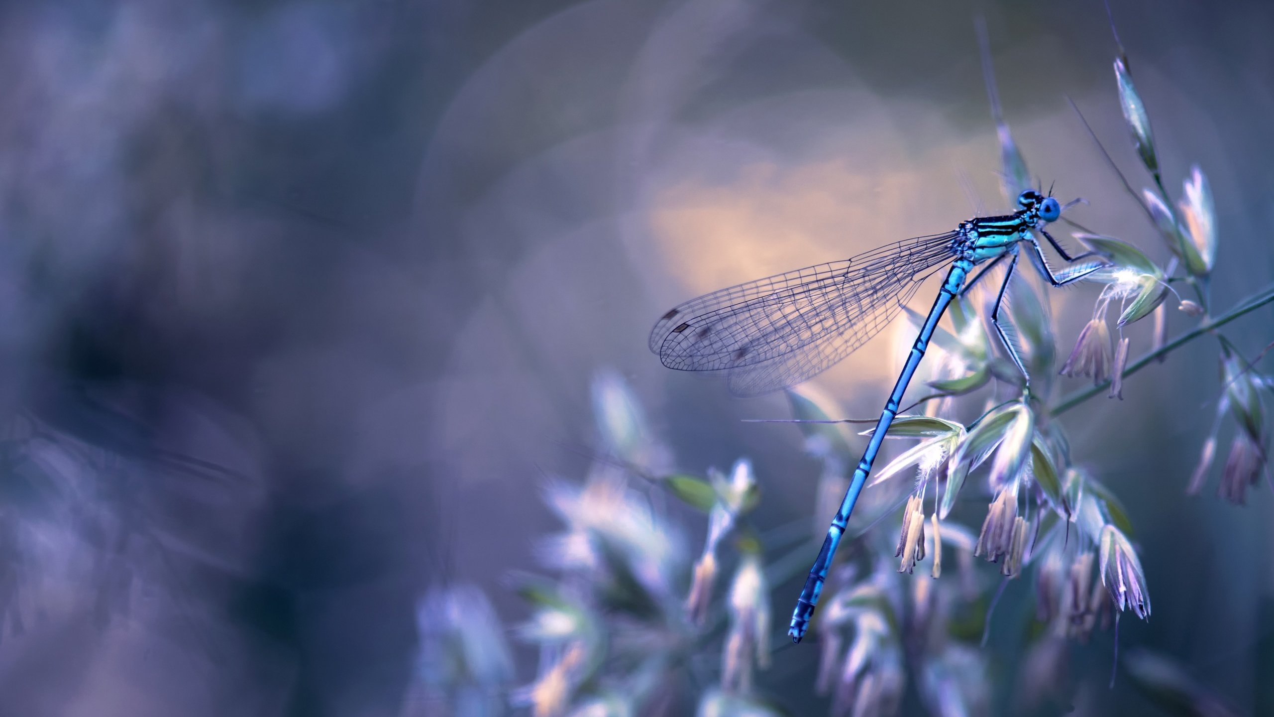 Обои природа, макро, насекомое, крылья, стрекоза, боке, травинка, nature, macro, insect, wings, dragonfly, bokeh, a blade of grass разрешение 4043x2682 Загрузить