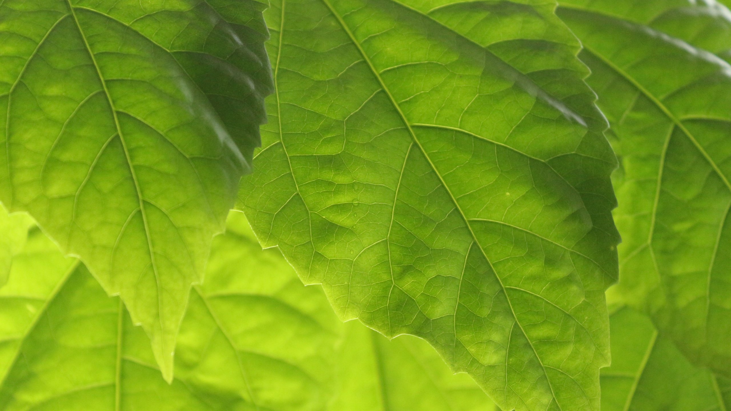 Обои листья, прожилки, весна, зеленые листья, крупным планом, leaves, veins, spring, green leaves, closeup разрешение 3456x2304 Загрузить