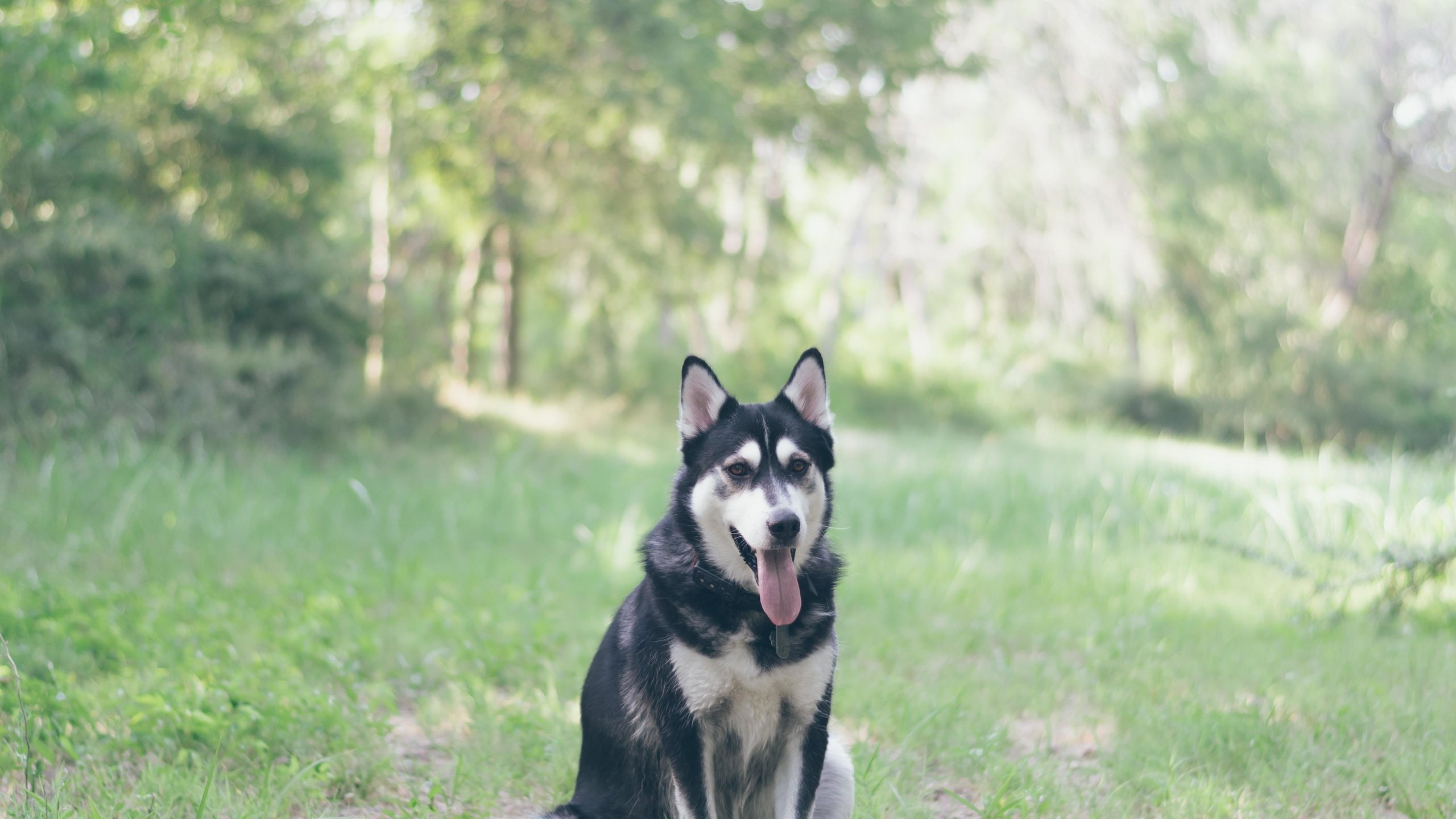 Обои трава, мордочка, взгляд, собака, хаски, язык, grass, muzzle, look, dog, husky, language разрешение 5000x4000 Загрузить