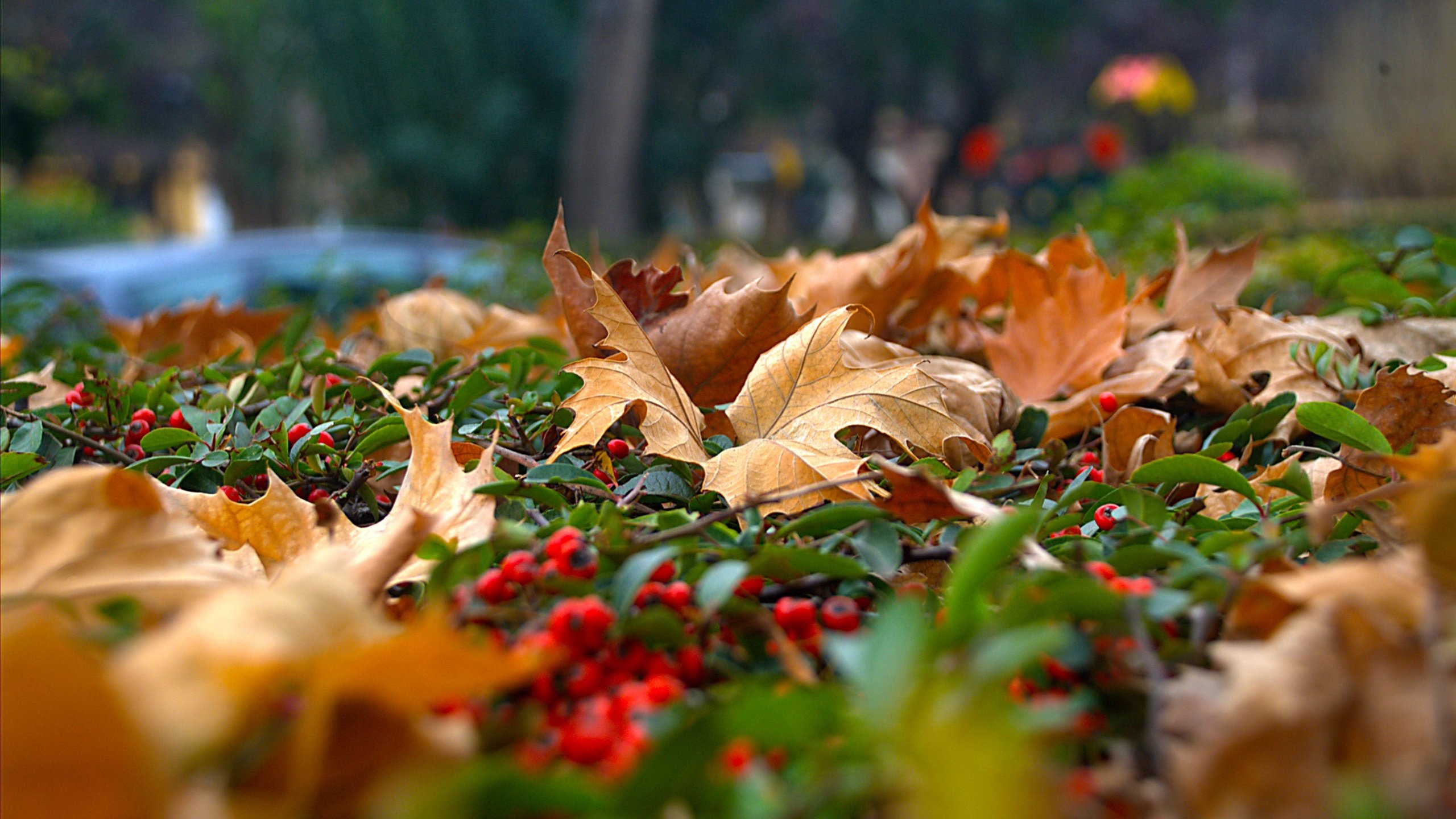 Обои природа, листья, ягода, осень, рябина, nature, leaves, berry, autumn, rowan разрешение 3030x2036 Загрузить