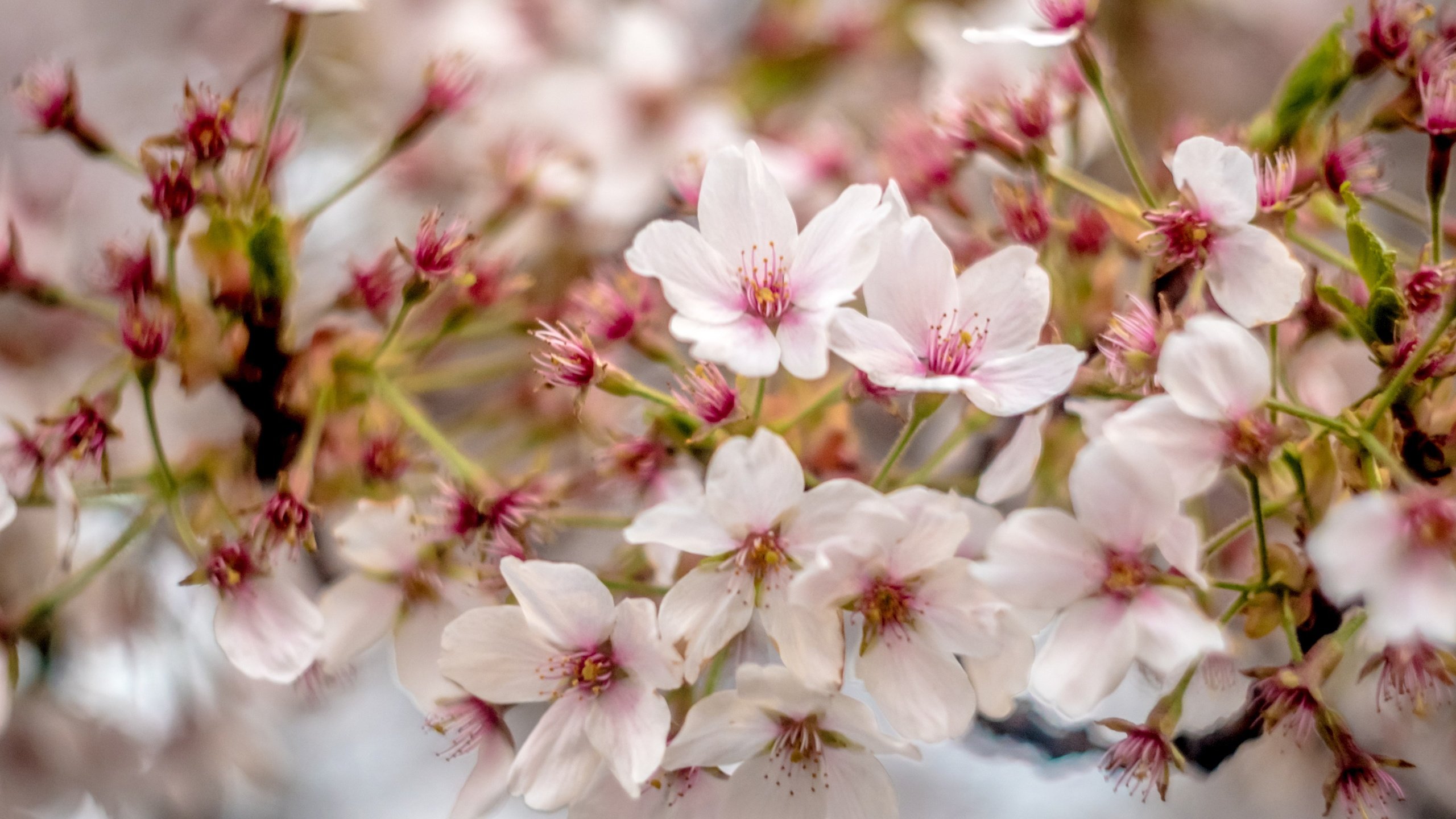 Обои цветы, цветение, ветки, весна, вишенка, flowers, flowering, branches, spring, cherry разрешение 3840x2560 Загрузить