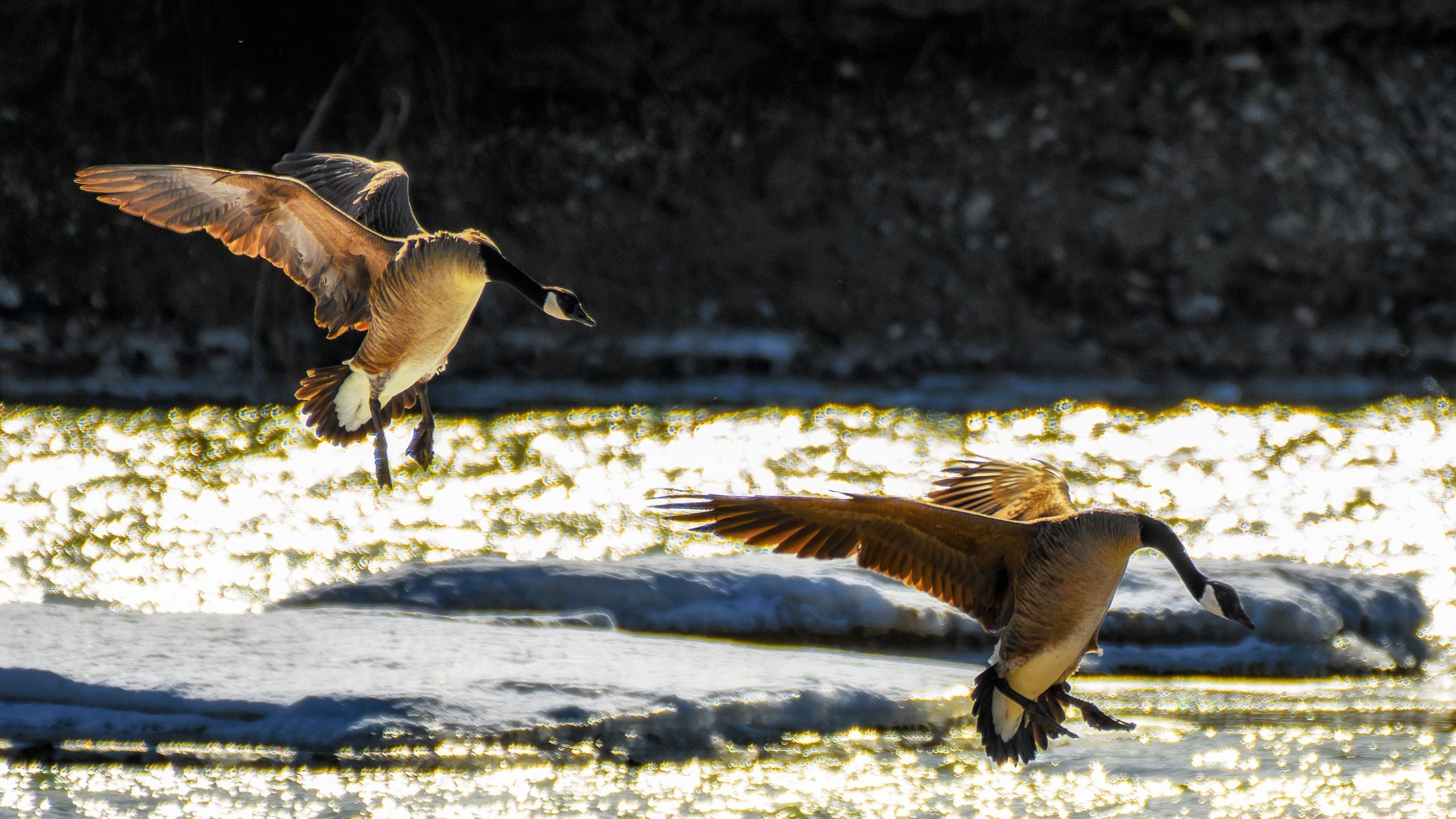 Обои полет, крылья, птицы, гусь, гуси, приземление, flight, wings, birds, goose, geese, landing разрешение 2779x1853 Загрузить