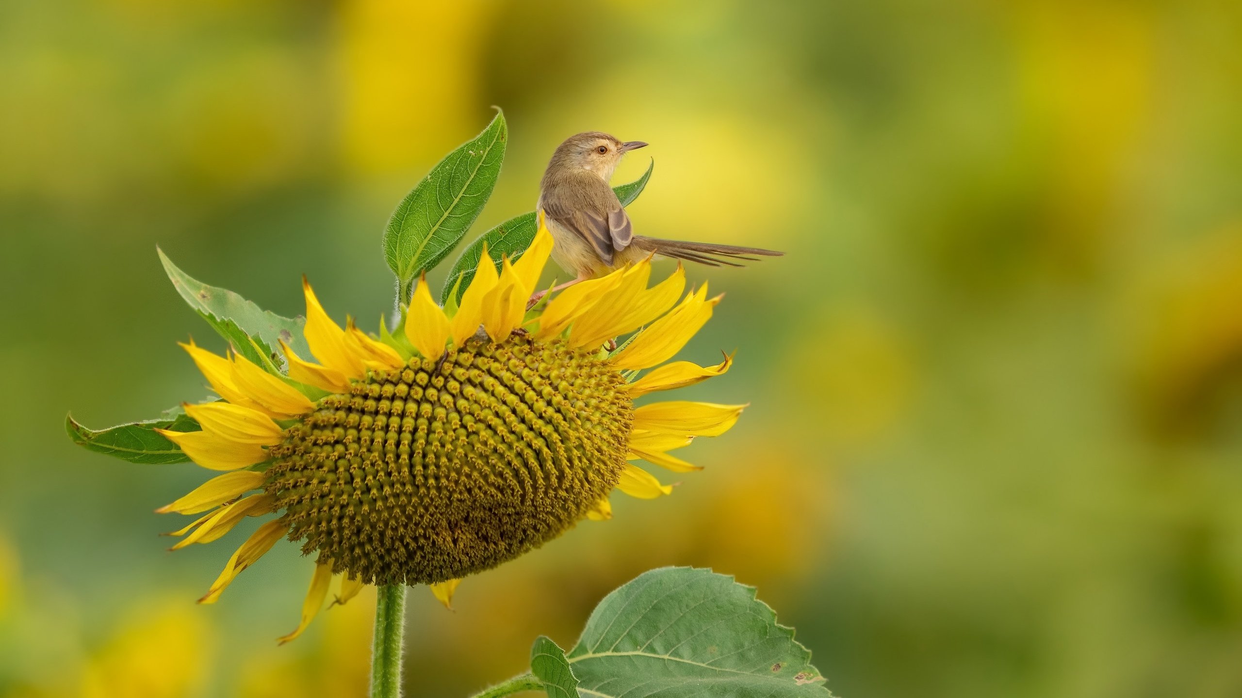 Обои природа, подсолнух, птица, nature, sunflower, bird разрешение 3840x2160 Загрузить