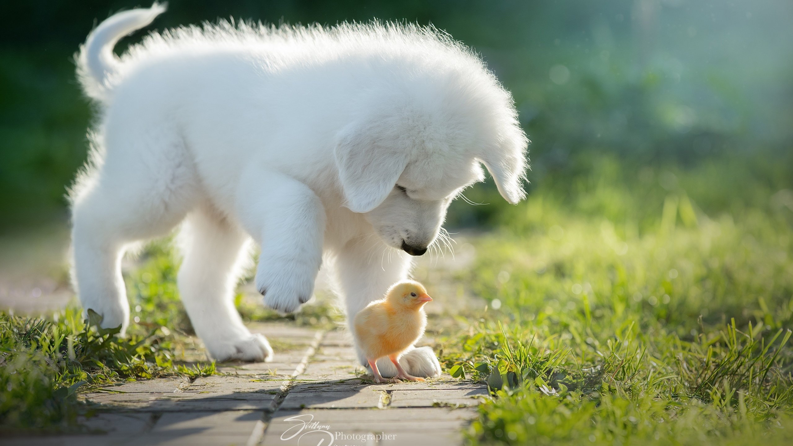 Обои птенец, собака, щенок, цыплёнок, знакомство, chick, dog, puppy, chicken, familiarity разрешение 2560x1708 Загрузить