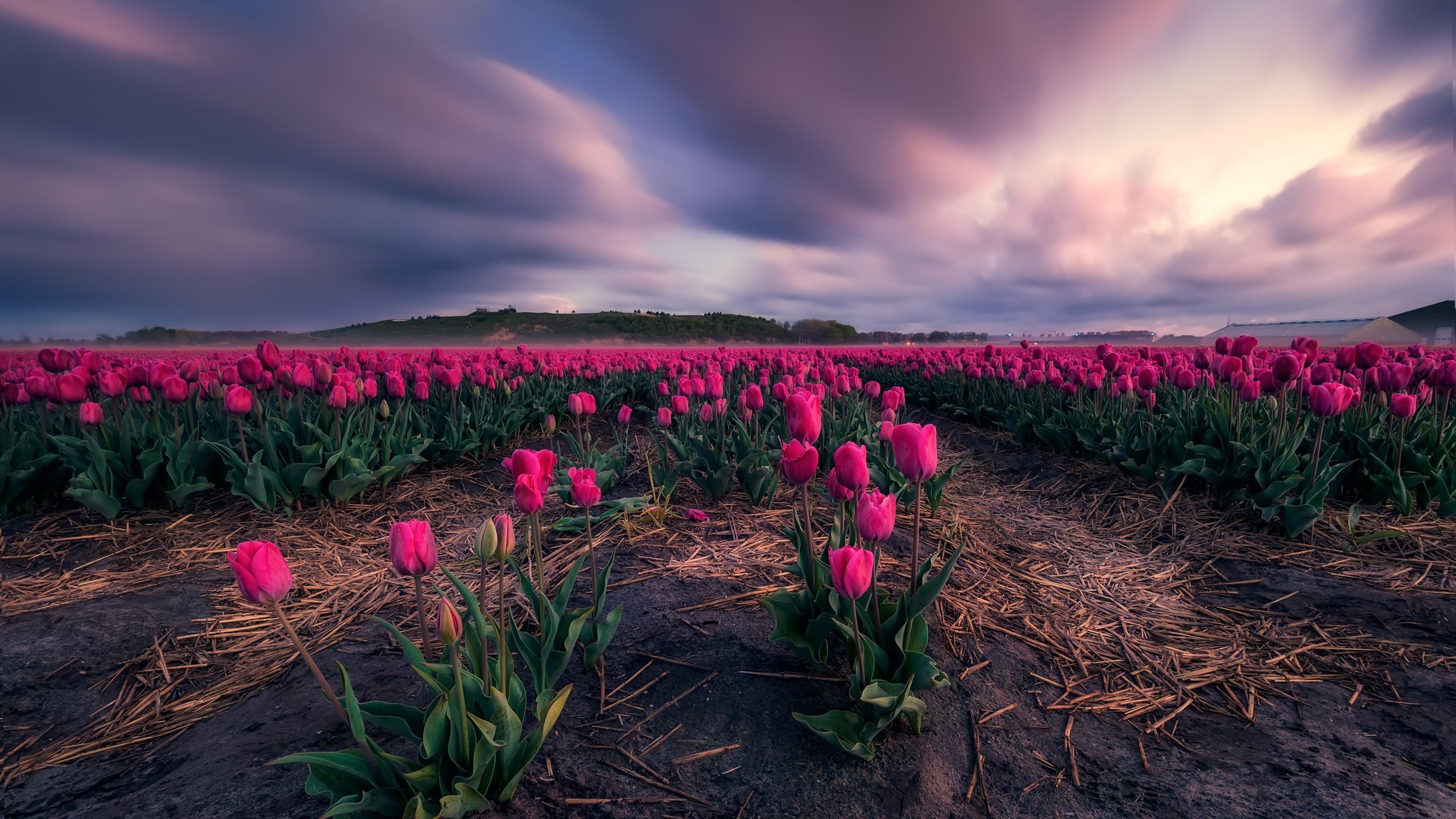 Обои цветы, поле, тюльпаны, flowers, field, tulips разрешение 5052x3368 Загрузить