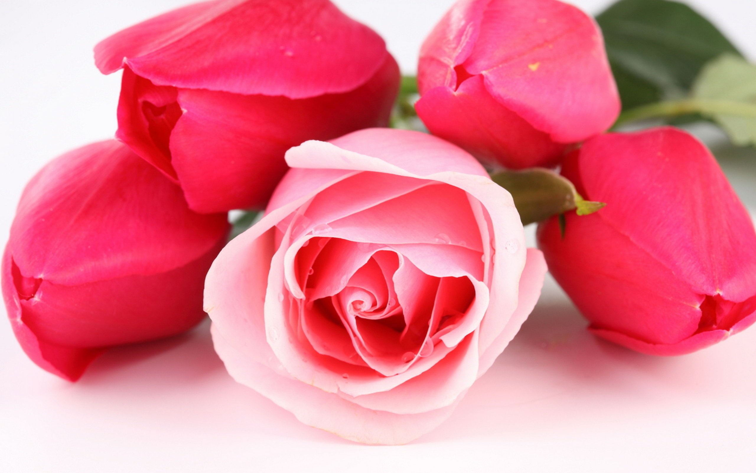 Обои цветы, бутоны, розы, букет, тюльпаны, flowers, buds, roses, bouquet, tulips разрешение 2560x1706 Загрузить
