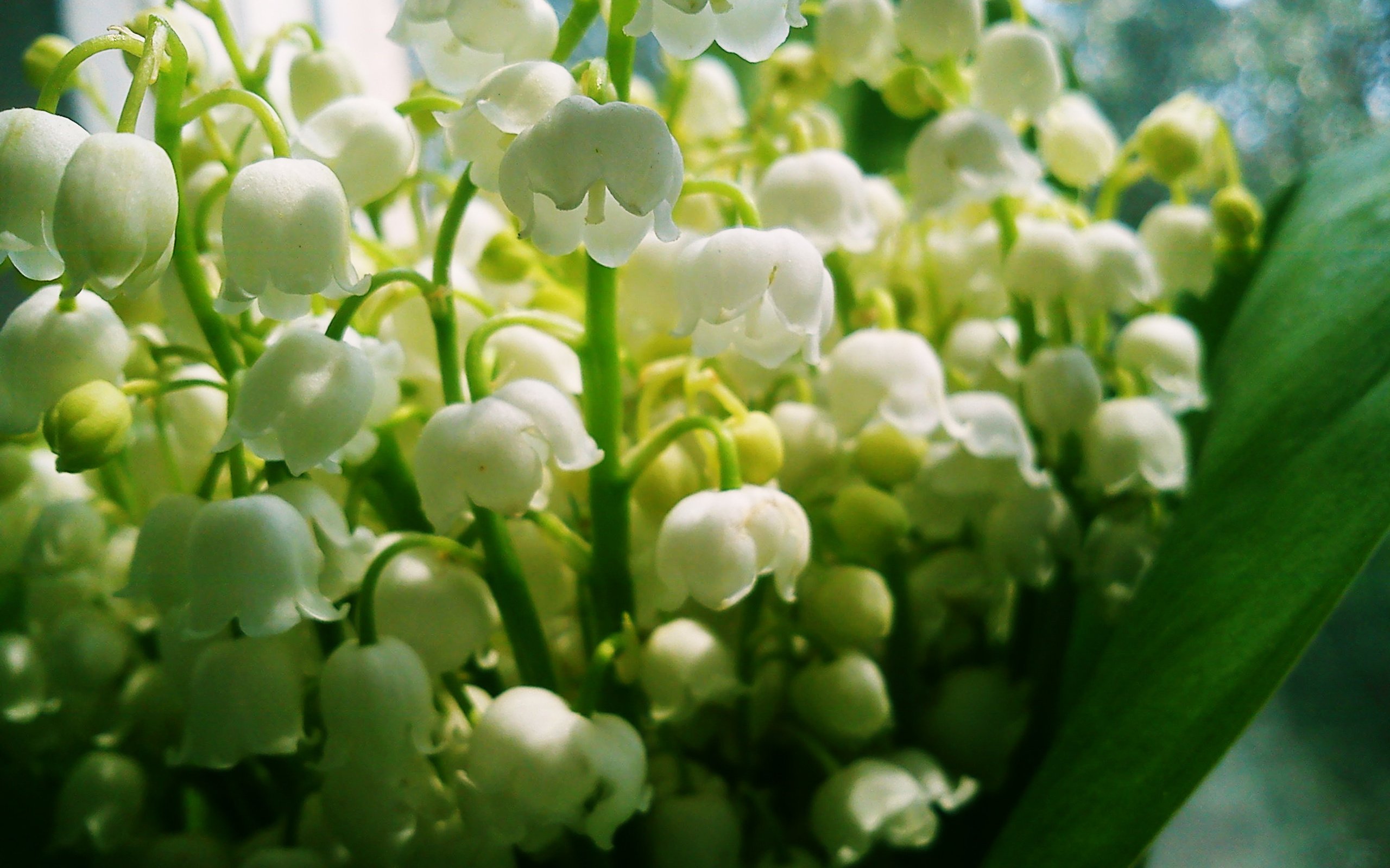 Обои цветы, ландыши, белые, makro, cvet, bliki, flowers, lilies of the valley, white разрешение 2592x1944 Загрузить