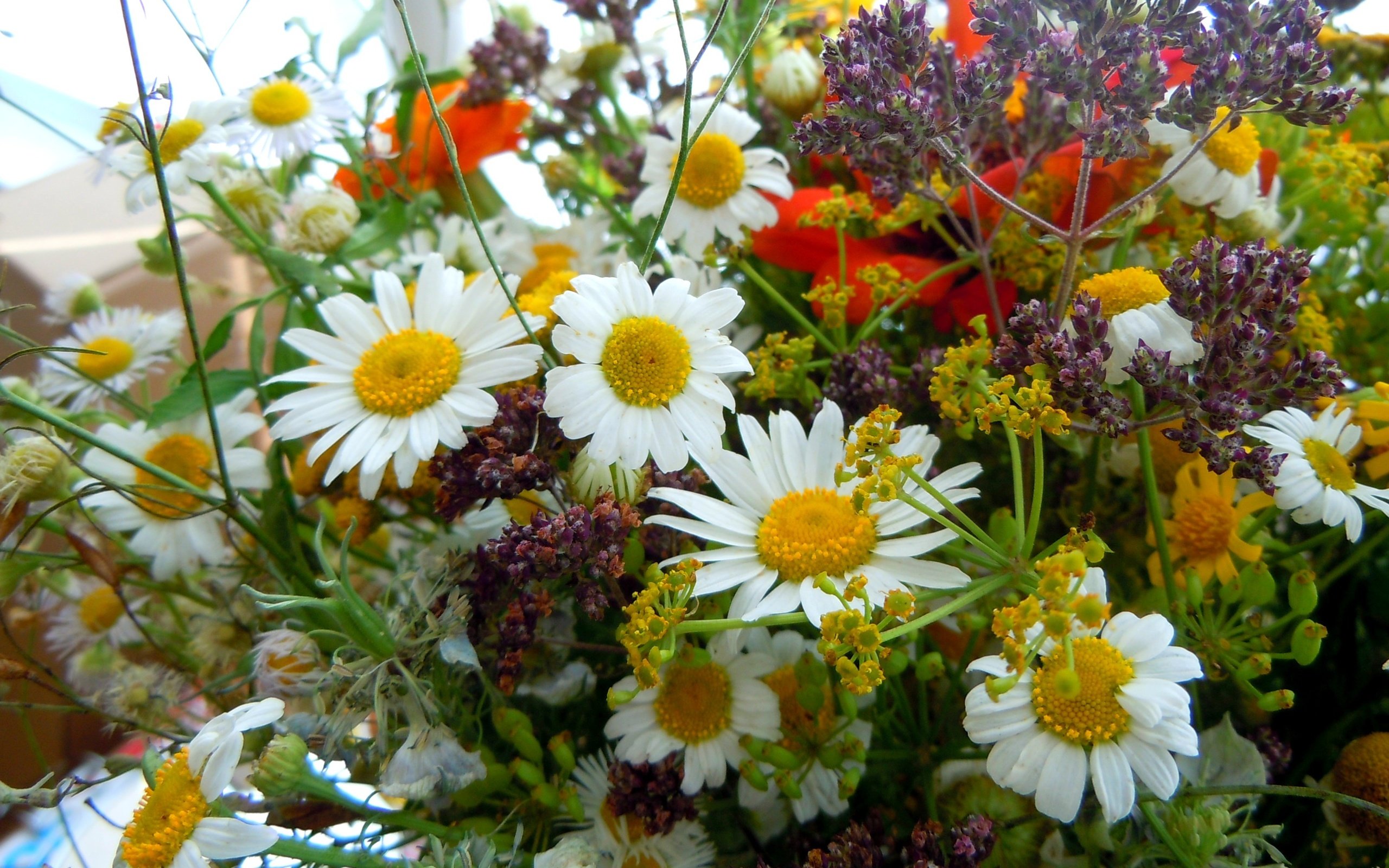 Обои цветы, макро, ромашки, букет, полевые цветы, cvety, romashki, makro, buket, flowers, macro, chamomile, bouquet, wildflowers разрешение 3264x2448 Загрузить