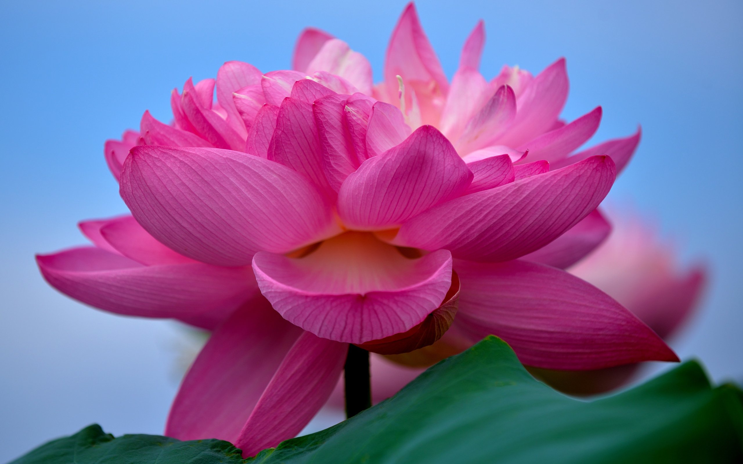 Обои макро, цветок, лотос, розовый лотос, macro, flower, lotus, pink lotus разрешение 2880x1800 Загрузить