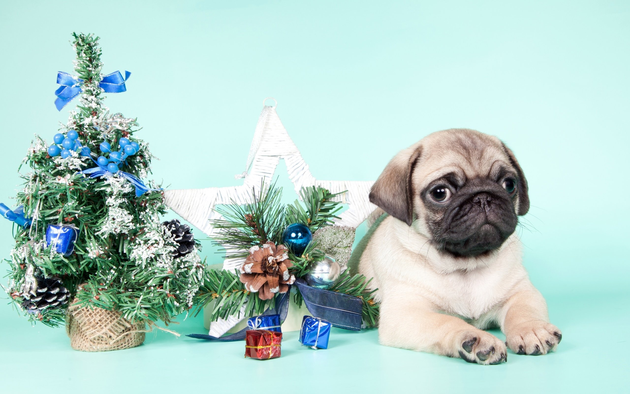 Обои новый год, елка, щенок, мопс, new year, tree, puppy, pug разрешение 3200x1938 Загрузить