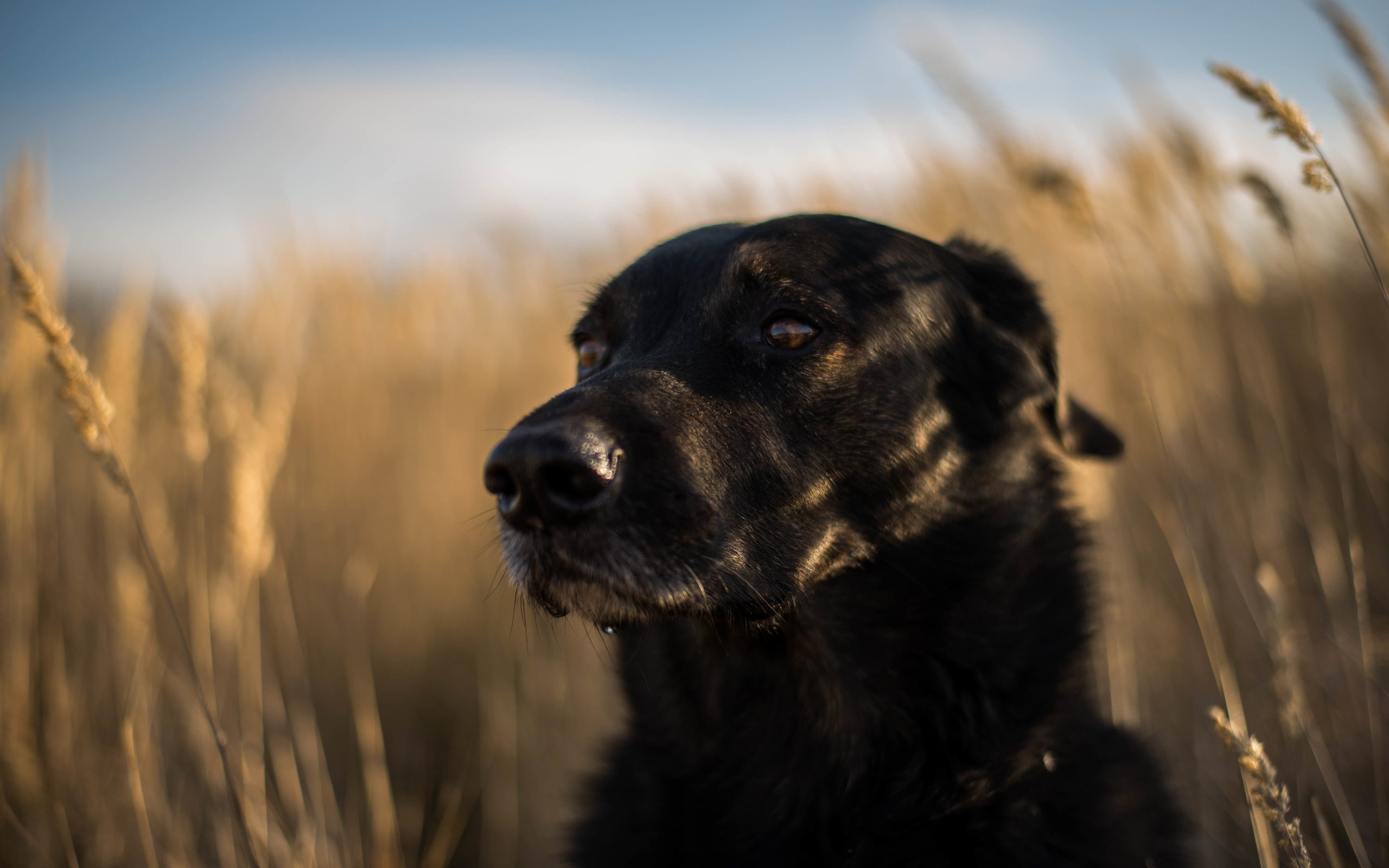 Обои мордочка, взгляд, собака, друг, лабрадор ретривер, muzzle, look, dog, each, labrador retriever разрешение 6016x4016 Загрузить