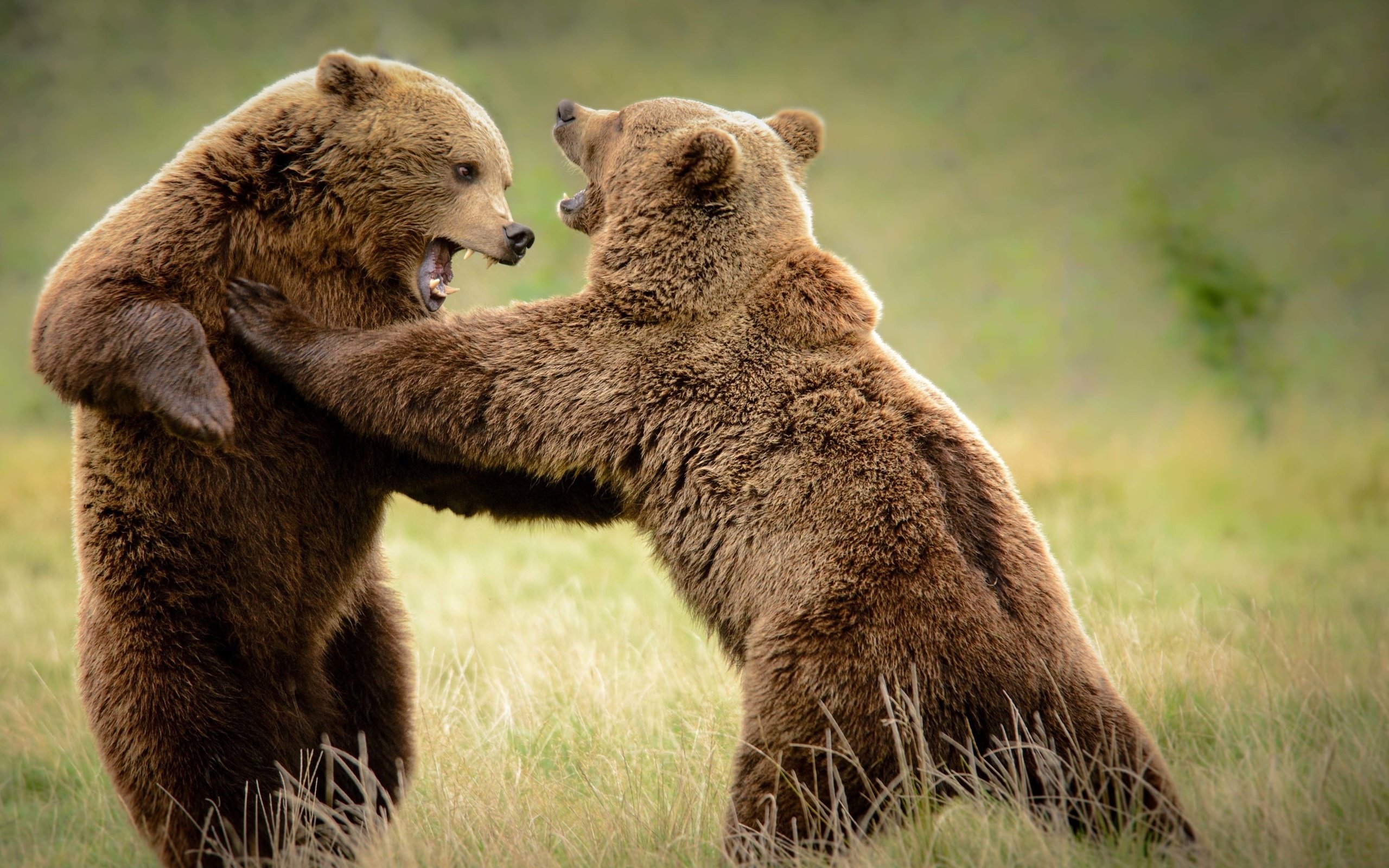 Обои трава, борьба, медведь, медведи, grass, fight, bear, bears разрешение 3840x2160 Загрузить