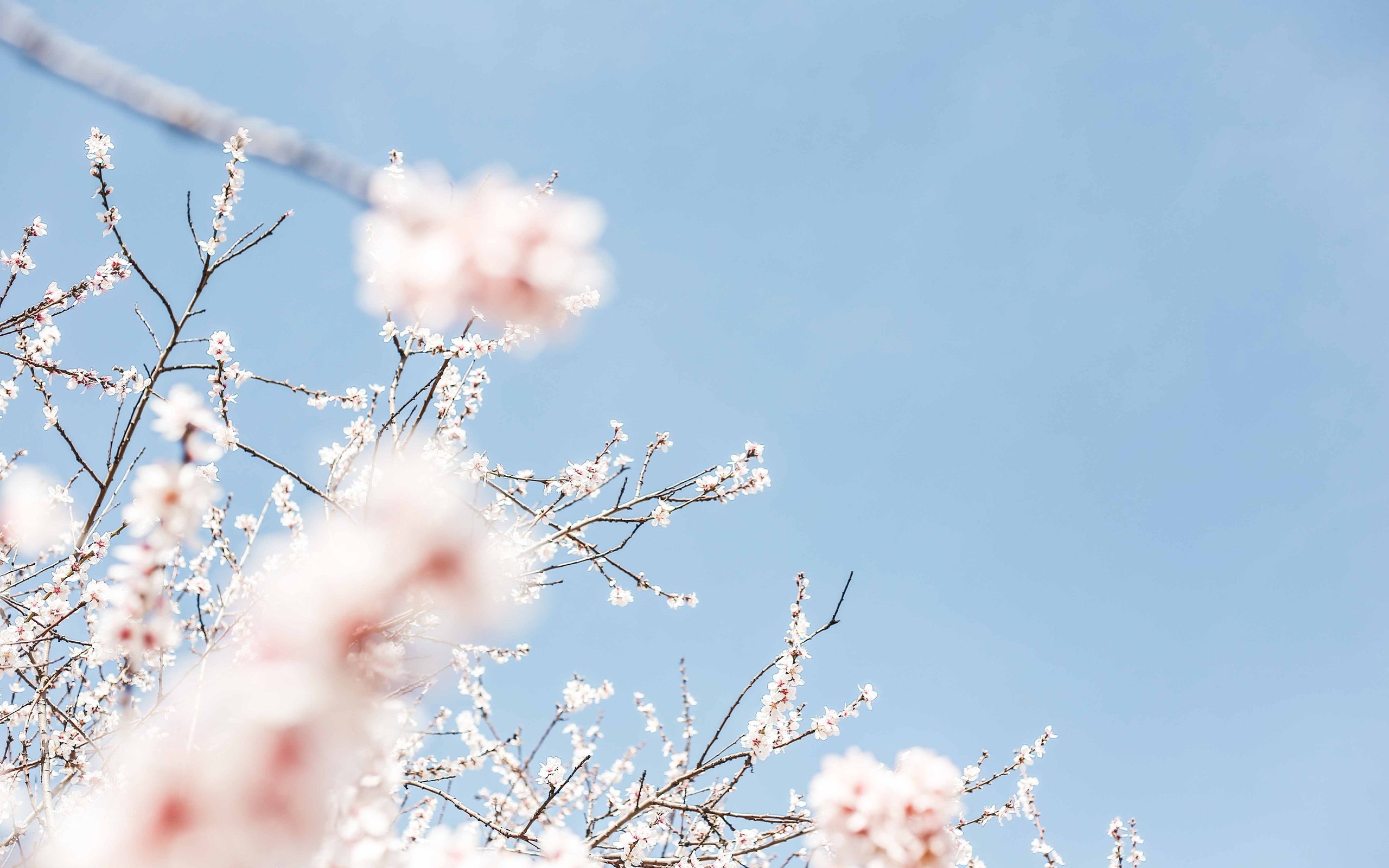 Обои небо, цветение, весна, вишня, the sky, flowering, spring, cherry разрешение 3840x2560 Загрузить