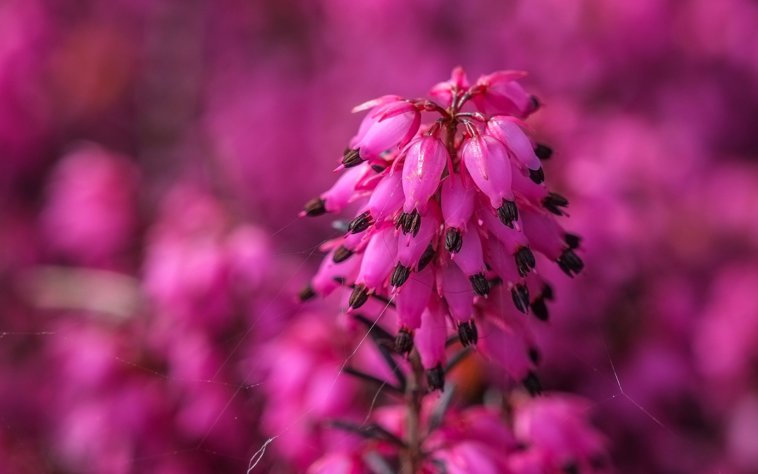 Обои цветы, природа, фон, размытость, соцветия, вереск, flowers, nature, background, blur, inflorescence, heather разрешение 3587x2225 Загрузить