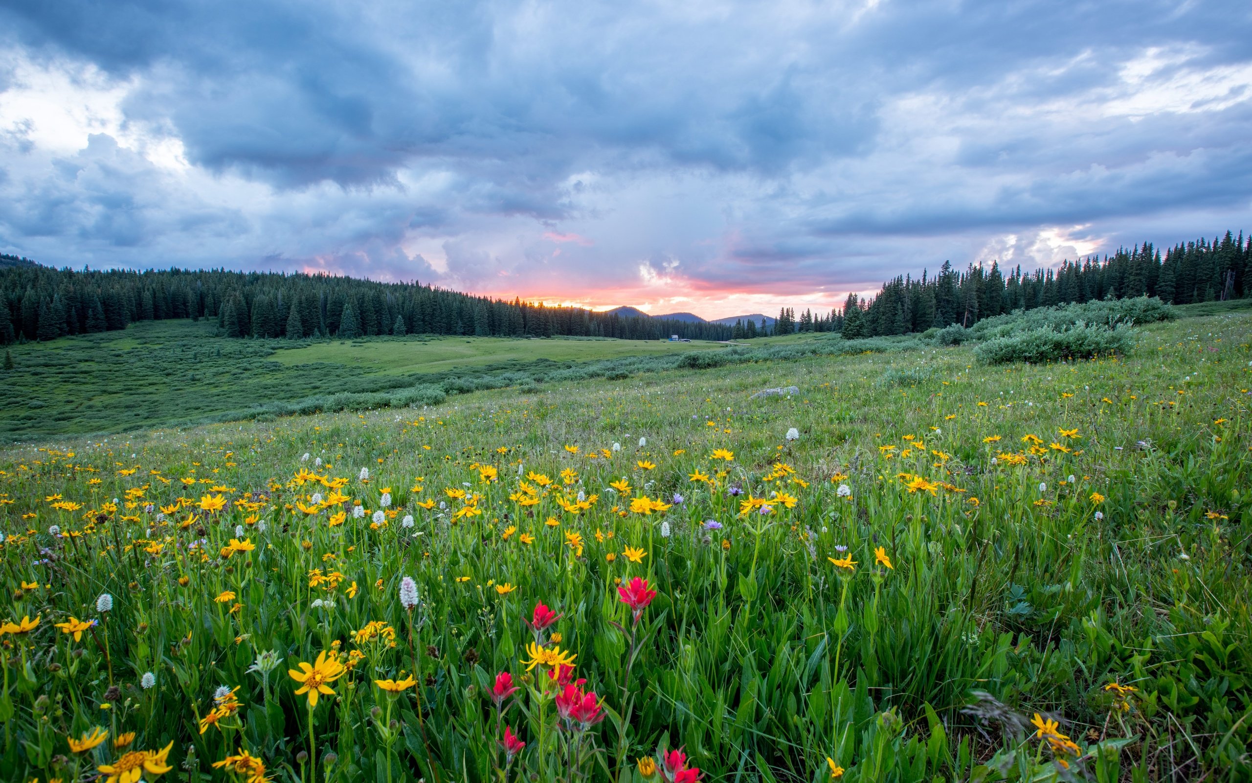 Обои небо, цветы, трава, облака, лес, поле, полевые цветы, the sky, flowers, grass, clouds, forest, field, wildflowers разрешение 5745x3830 Загрузить