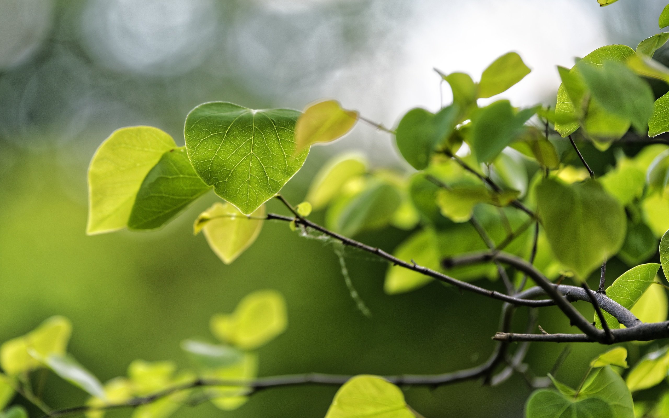 Обои природа, листья, макро, ветки, зеленые, весна, nature, leaves, macro, branches, green, spring разрешение 4872x3252 Загрузить