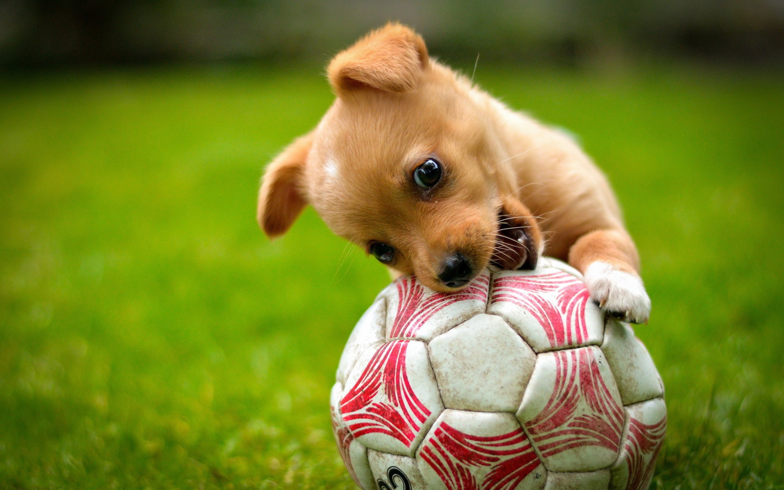 Обои трава, собака, щенок, игра, животное, пес, мяч, grass, dog, puppy, the game, animal, the ball разрешение 2999x2000 Загрузить