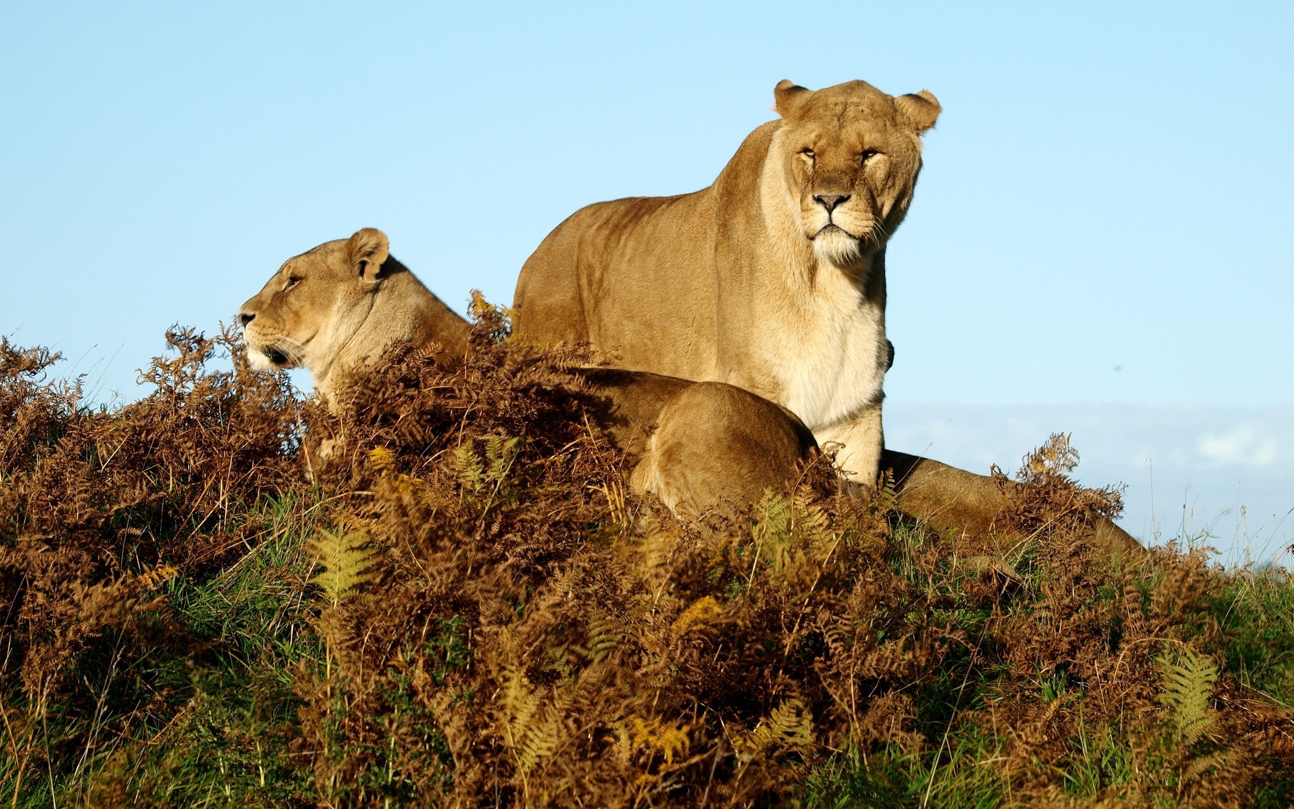 Обои трава, животные, львы, саванна, львицы, grass, animals, lions, savannah, lioness разрешение 3648x2736 Загрузить