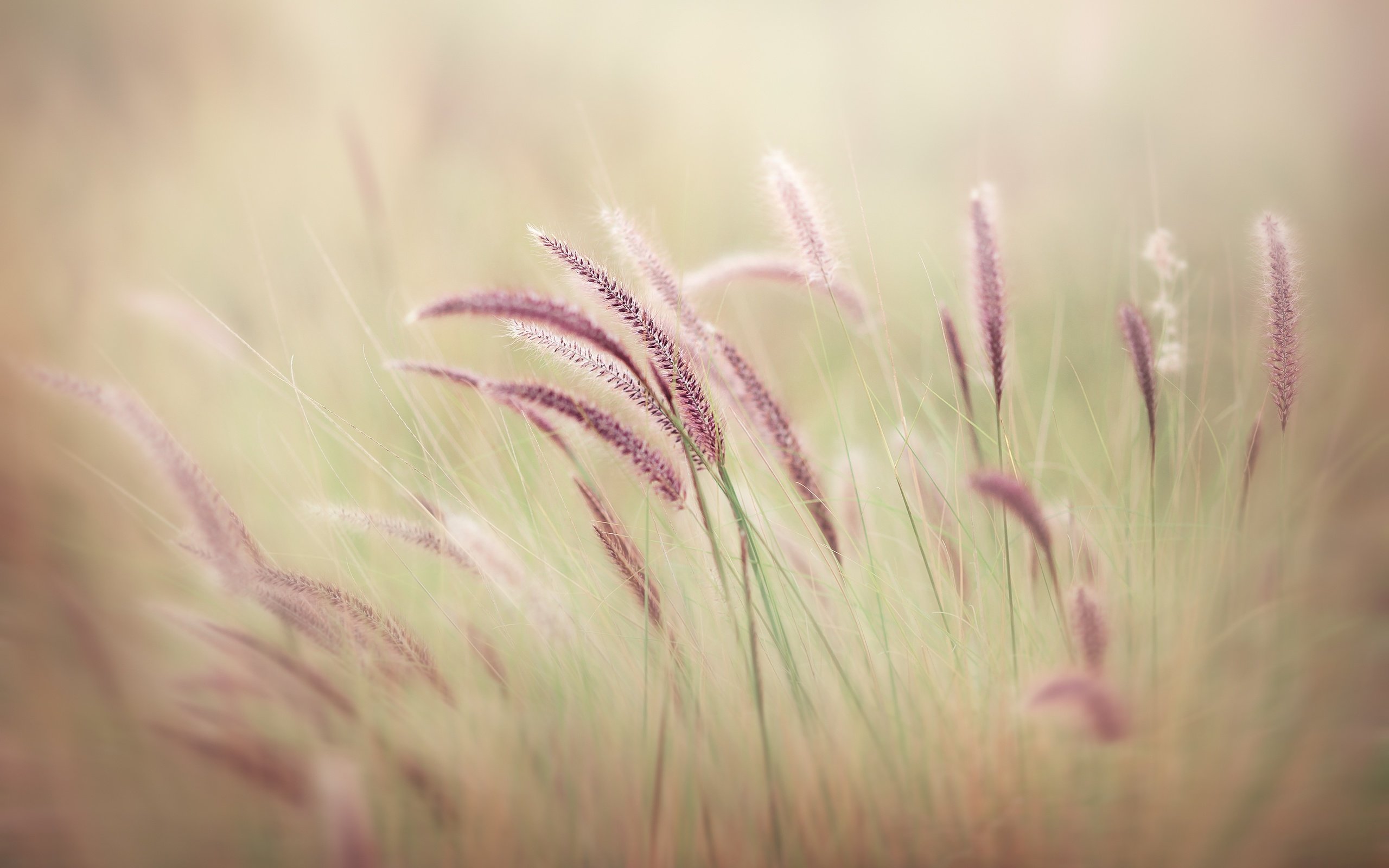 Обои трава, природа, макро, поле, размытость, колоски, grass, nature, macro, field, blur, spikelets разрешение 3000x2000 Загрузить