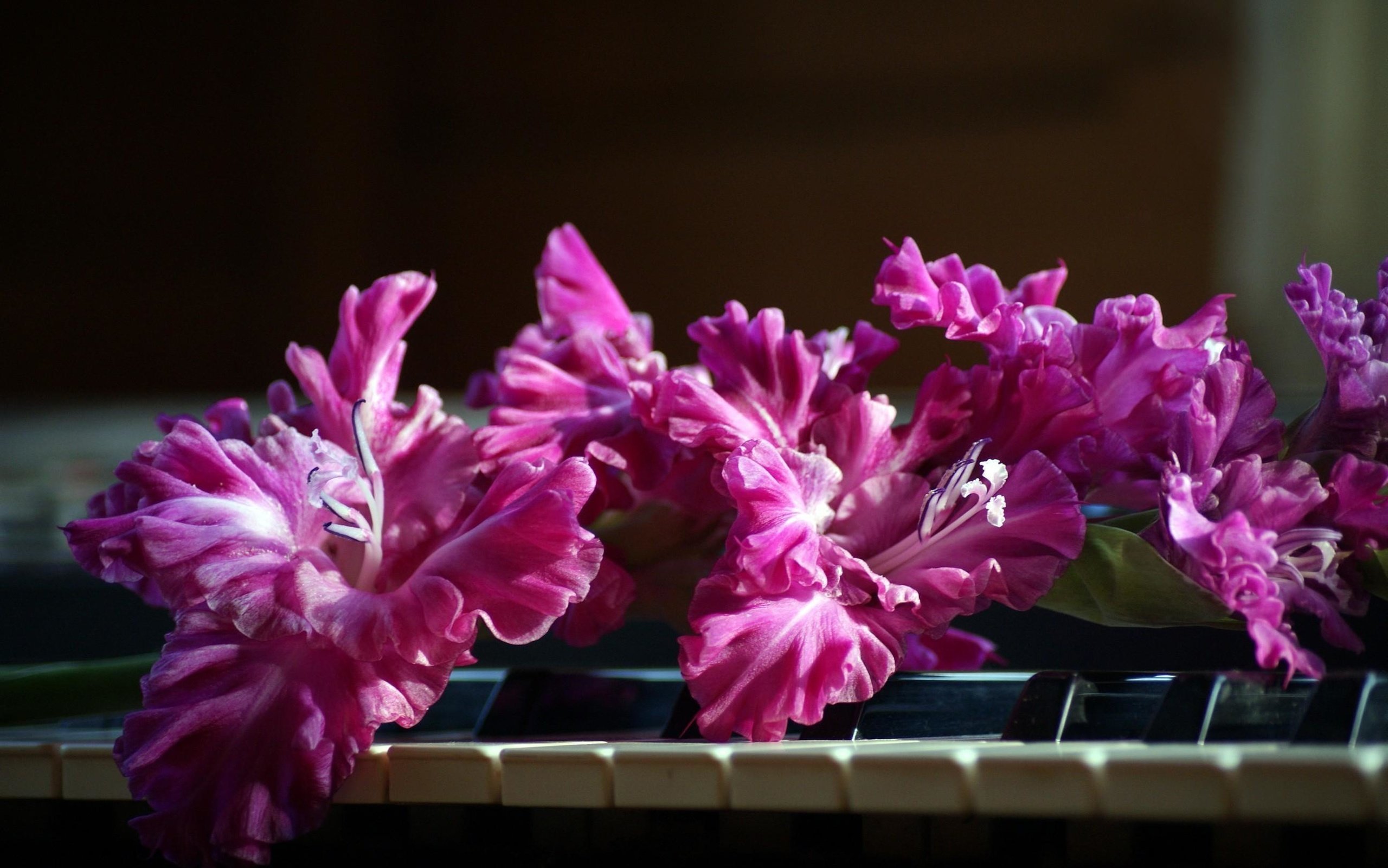 Обои цветы, розовый, пианино, клавиши, гладиолус, flowers, pink, piano, keys, gladiolus разрешение 2590x1715 Загрузить