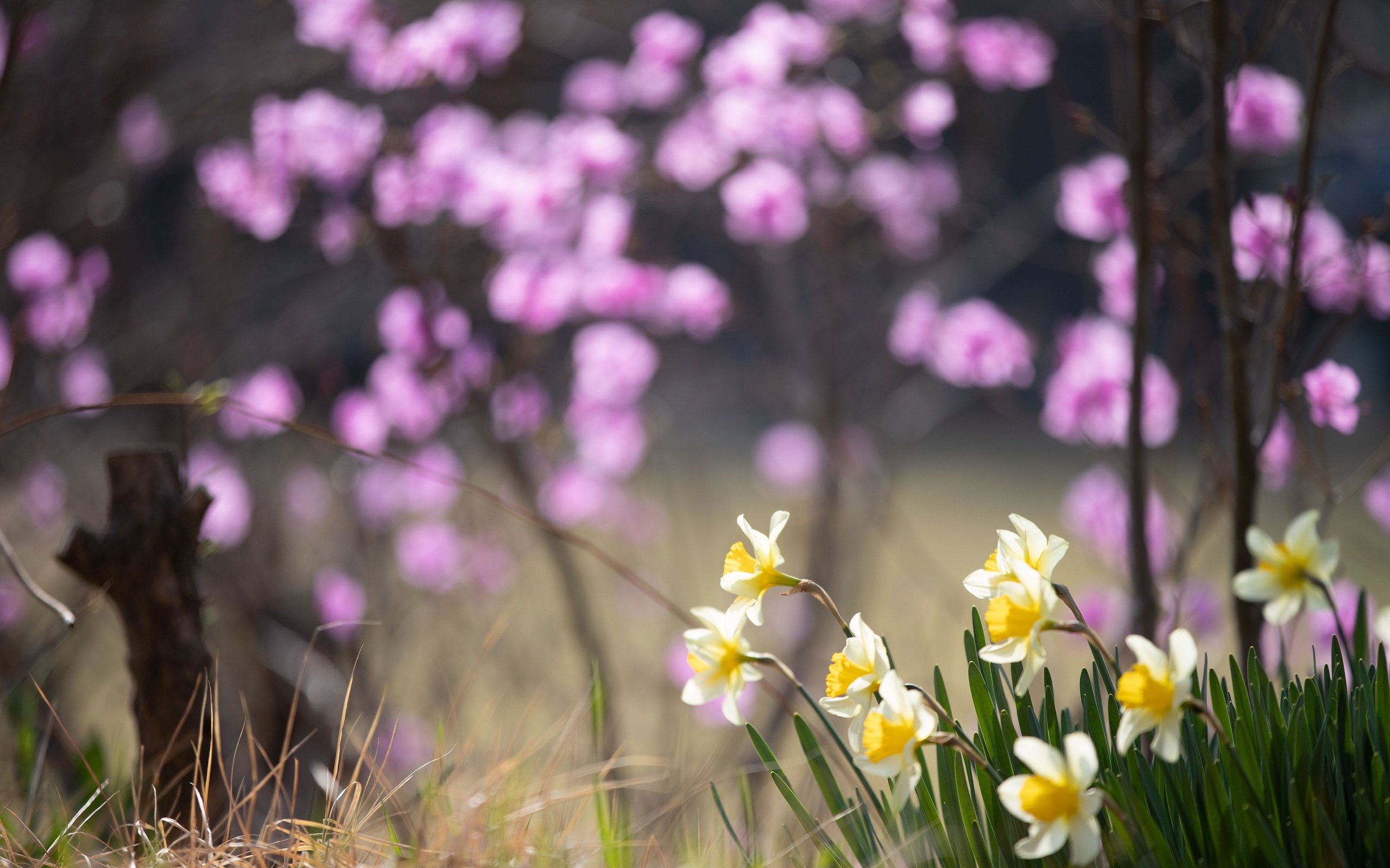 Обои цветы, весна, нарциссы, flowers, spring, daffodils разрешение 3840x2560 Загрузить
