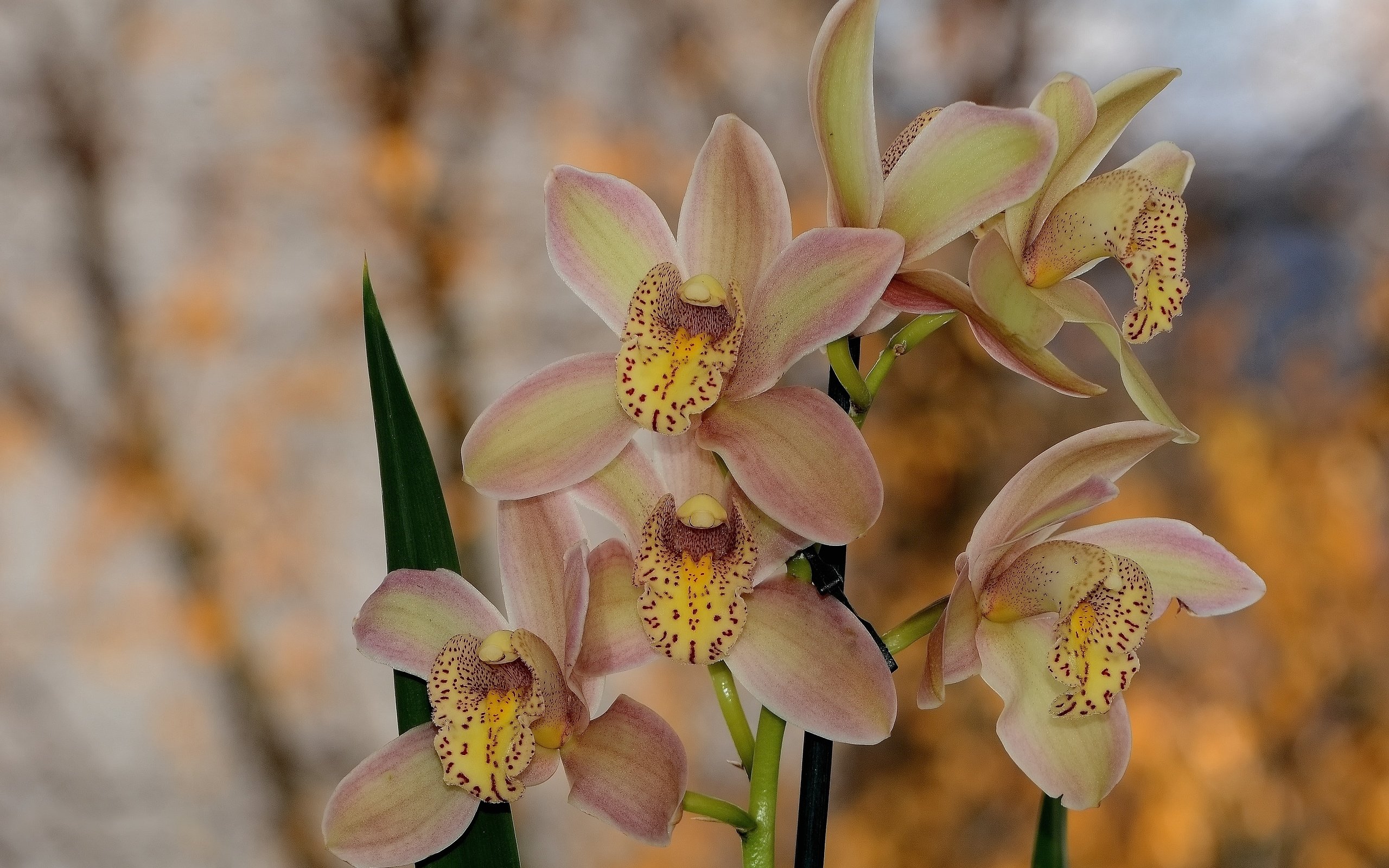 Обои цветы, весна, орхидея, боке, flowers, spring, orchid, bokeh разрешение 4688x3125 Загрузить