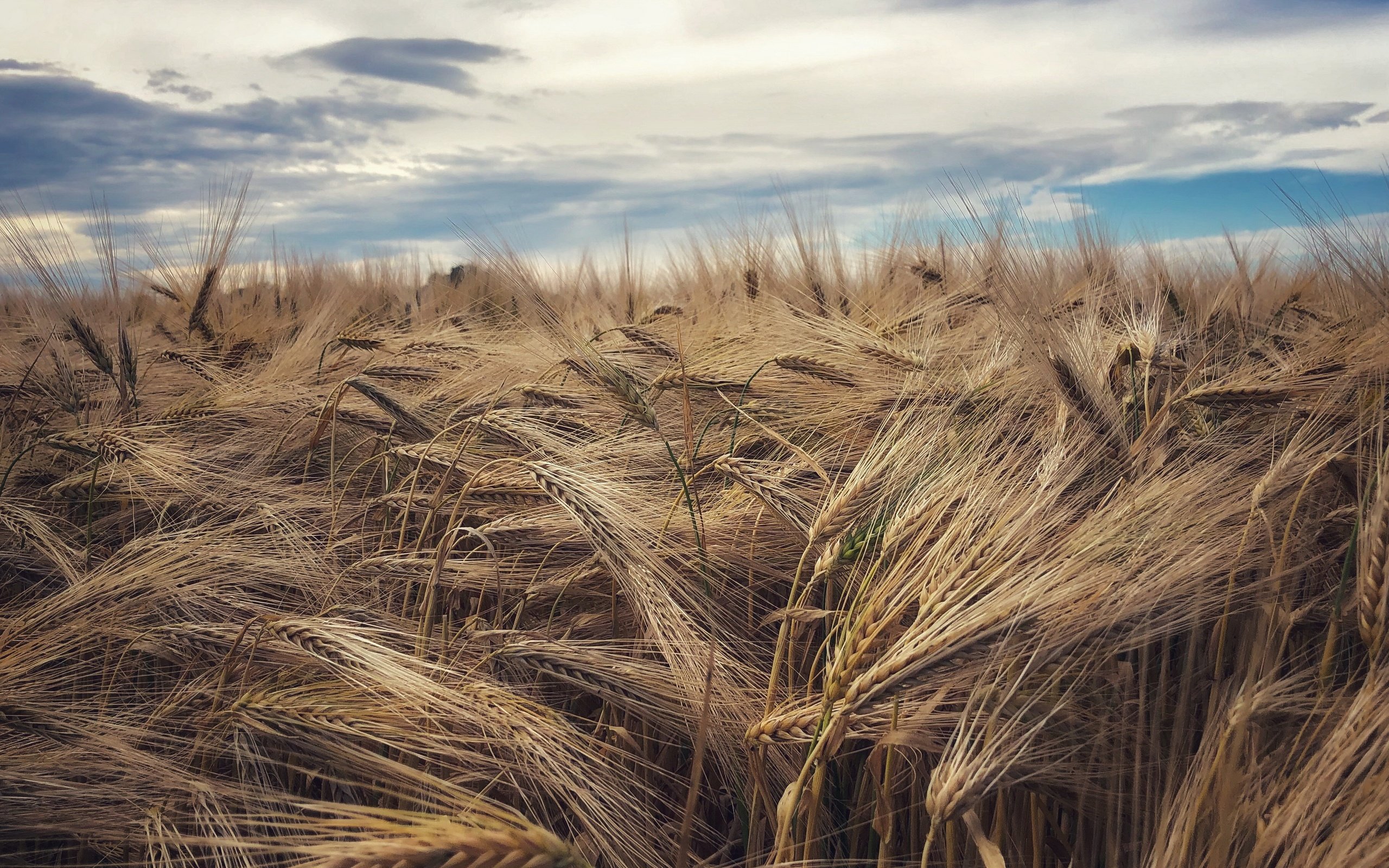 Обои поле, лето, field, summer разрешение 3840x2160 Загрузить