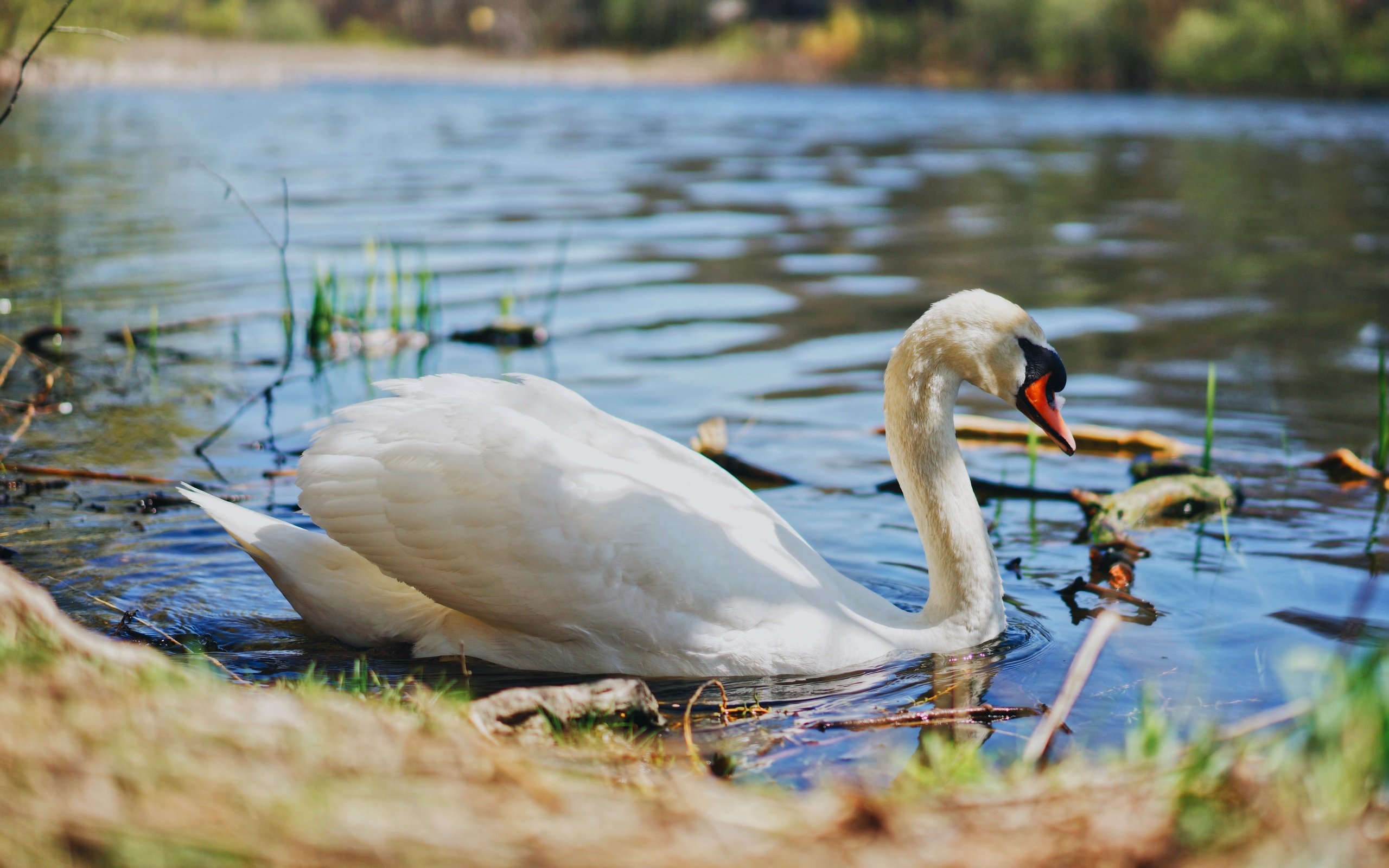 Обои свет, вода, берег, белый, водоем, птица, пруд, лебедь, light, water, shore, white, pond, bird, swan разрешение 5056x3366 Загрузить