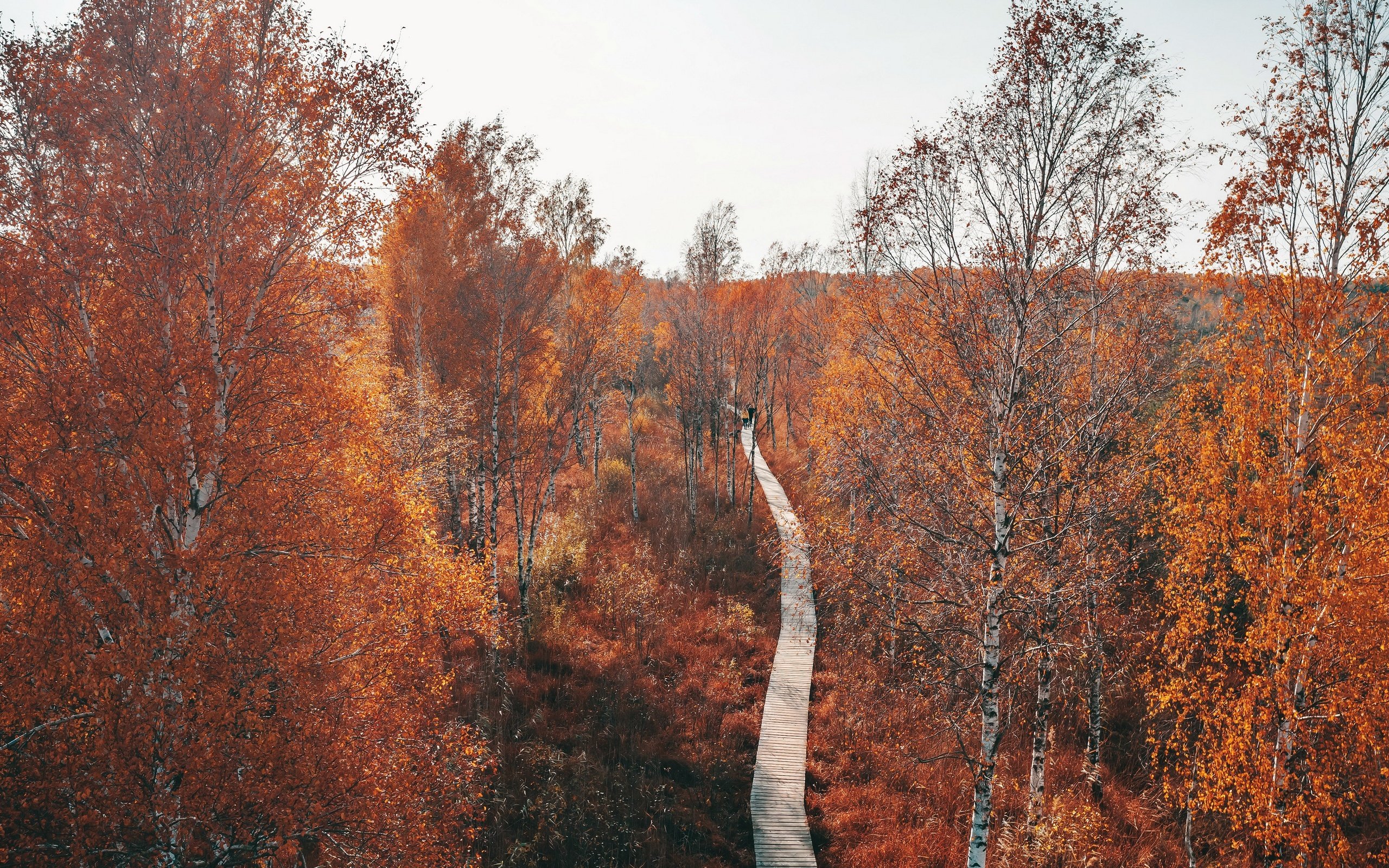 Обои парк, дорожка, осень, park, track, autumn разрешение 3840x2160 Загрузить