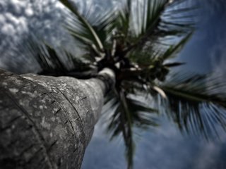 Обои небо, вид, пальма, вид снизу, ствол дерева, the sky, view, palma, bottom view, the trunk of the tree разрешение 1920x1200 Загрузить