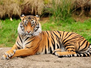 Обои тигр, природа, дикие кошки, киски, киска, tiger, nature, wild cats, pussy разрешение 3011x2000 Загрузить