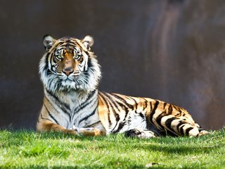 Обои тигр, взгляд, полосатый, киса, tiger, look, striped, kitty разрешение 2560x1600 Загрузить