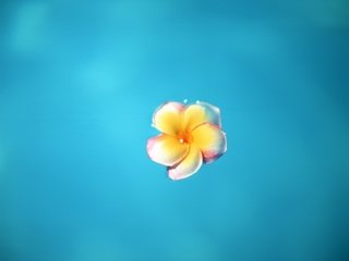 Обои синий, цветок, минимализм, blue, flower, minimalism разрешение 1920x1440 Загрузить