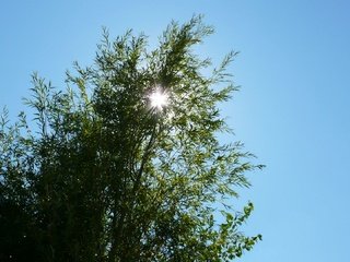 Обои небо, свет, солнце, дерево, ветки, луч, вершина, the sky, light, the sun, tree, branches, ray, top разрешение 1920x1082 Загрузить