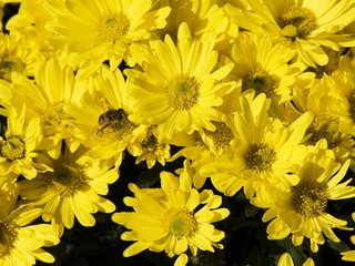 Обои цветы, желтые, хризантемы, flowers, yellow, chrysanthemum разрешение 1920x1200 Загрузить