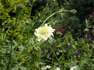 Обои цветы, трава, бутоны, листья, лепестки, белые, растение, скабиоза, flowers, grass, buds, leaves, petals, white, plant, scabious разрешение 1920x1200 Загрузить