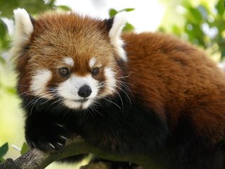 Обои красная панда, red panda разрешение 1920x1080 Загрузить