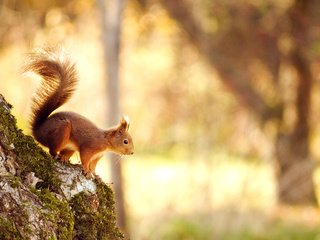 Обои свет, природа, дерево, лес, белка, боке, белочка,     дерево, light, nature, tree, forest, protein, bokeh, squirrel разрешение 2560x1600 Загрузить