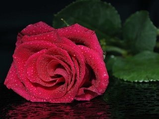 Обои роза, красная, алая, rose, red, scarlet разрешение 1920x1200 Загрузить