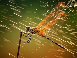 Обои насекомое, крылья, брызги, стрекоза, капли дождя, insect, wings, squirt, dragonfly, raindrops разрешение 1920x1200 Загрузить