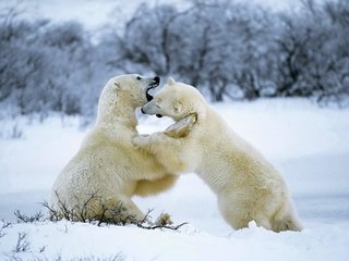 Обои снег, лес, зима, белые, медведи, белые медведи, snow, forest, winter, white, bears, polar bears разрешение 1920x1200 Загрузить