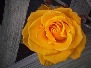 Обои роза, жёлтая, rose, yellow разрешение 2560x1440 Загрузить
