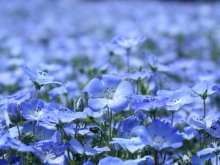 Обои цветы, лепестки, поляна, голубые, красиво, flowers, petals, glade, blue, beautiful разрешение 3456x2304 Загрузить