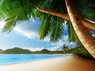 Обои песок, пляж, пальмы, тропики, sand, beach, palm trees, tropics разрешение 1920x1080 Загрузить