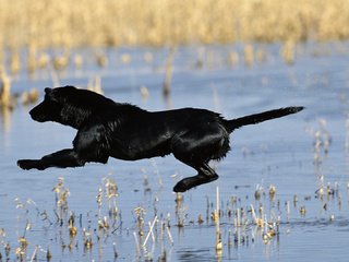Обои полет, собака, водоем, прыжок, черная, хвост, flight, dog, pond, jump, black, tail разрешение 1920x1080 Загрузить