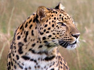 Обои глаза, морда, леопард, хищник, большая кошка, eyes, face, leopard, predator, big cat разрешение 2000x1333 Загрузить