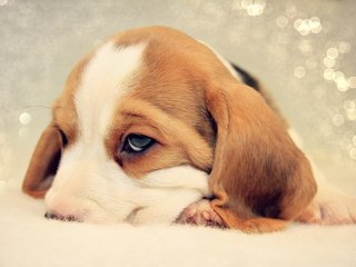 Обои грусть, собака, щенок, бигль, sadness, dog, puppy, beagle разрешение 1920x1200 Загрузить
