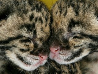 Обои парочка, спят, котята, двое, вместе, детеныши, пятнистые, a couple, sleep, kittens, two, together, cubs, spotted разрешение 1920x1080 Загрузить