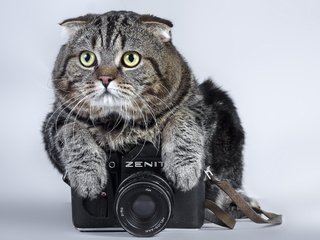 Обои кот, кошка, фотоаппарат, зенит, камера, полосатый, cat, the camera, zenit, camera, striped разрешение 2560x1600 Загрузить